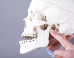 Pointing to TMJ on skull